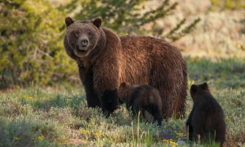 caracteristicas del oso pardo en españa