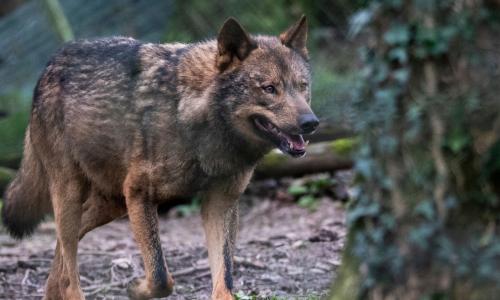 caracteristicas lobo iberico