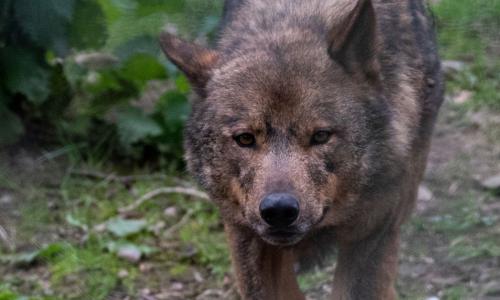 como son los lobos de los picos de europa