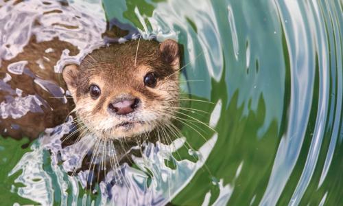 cual es el habitat natural de la nutria