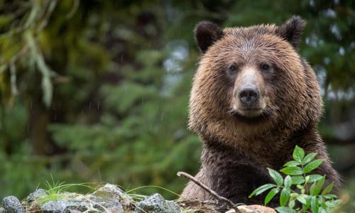 donde ver osos en españa