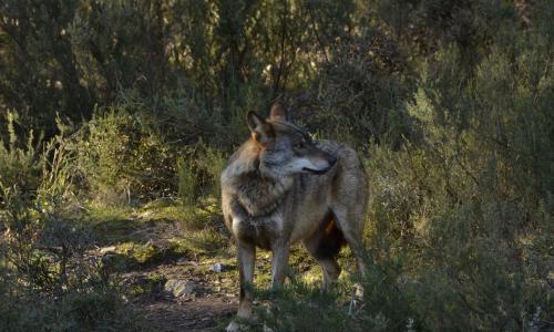 excursion para ver lobo en libertad picos de europa