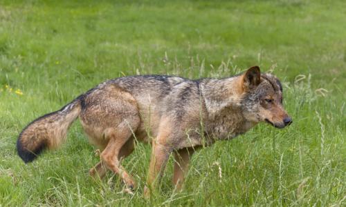 fotografias lobo iberico