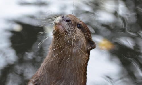 la nutria en montaña de riaño