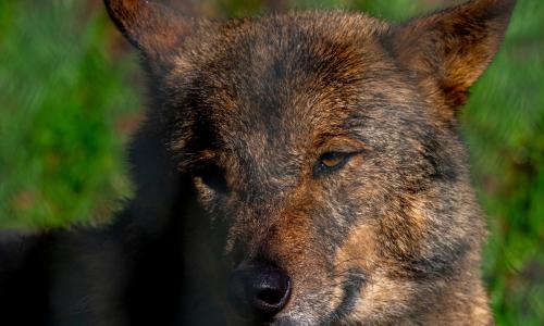 lobo en los picos de europa