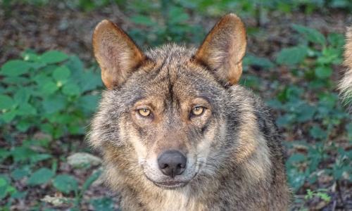 lobo iberico