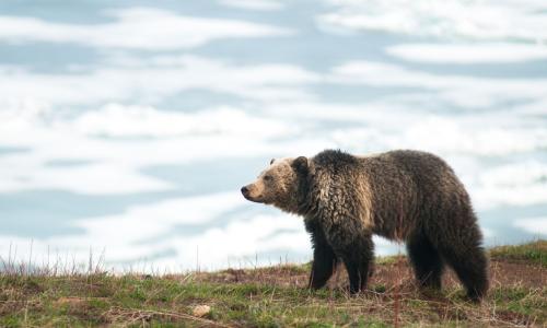 oso pardo en españa