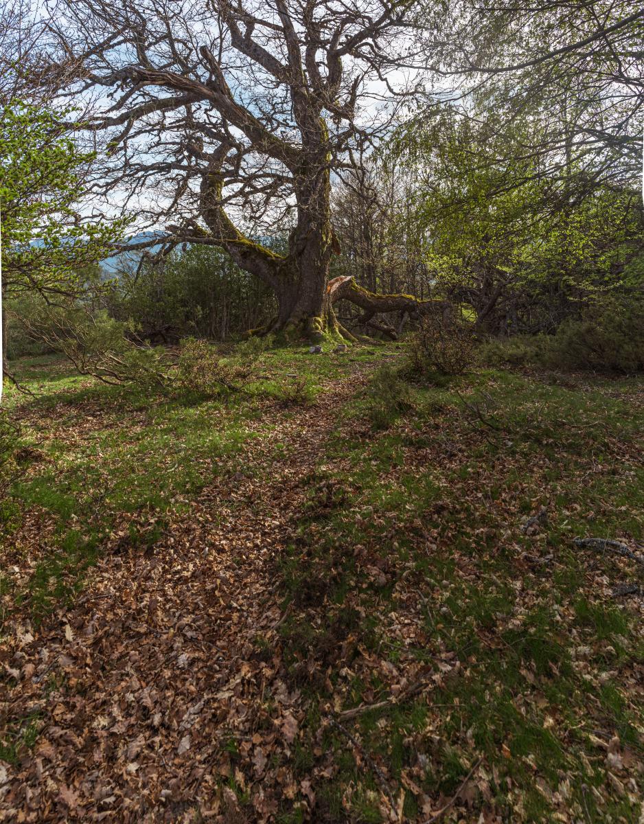 Bosque de Hormas3