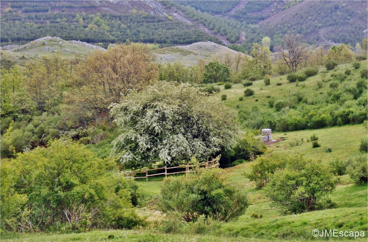 Espino de Villadefrancos0