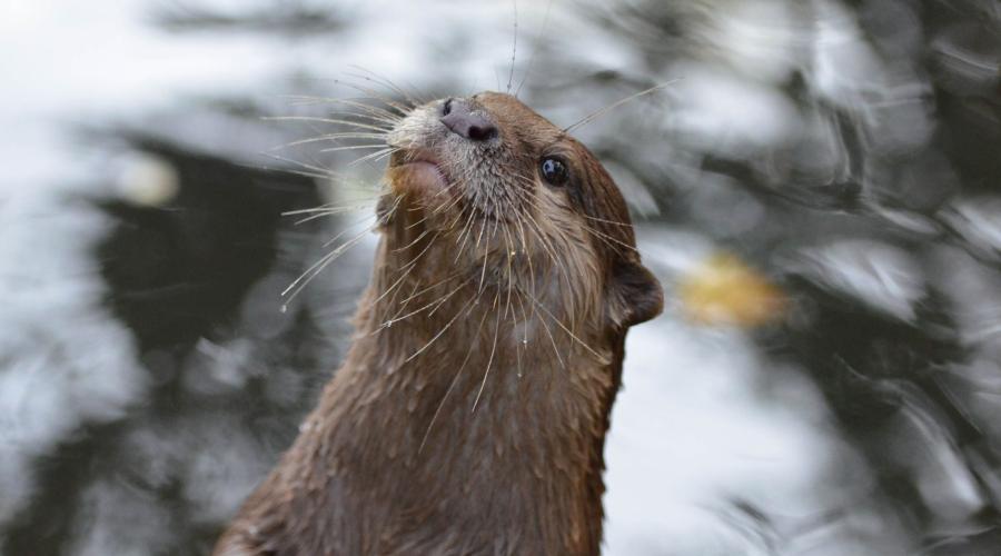 La nutria en Montaña de Riaño 