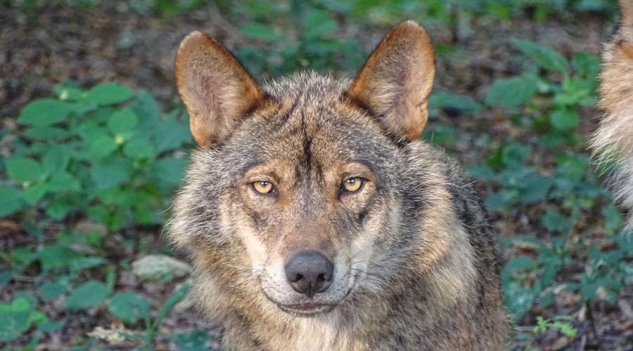 Lobo ibérico