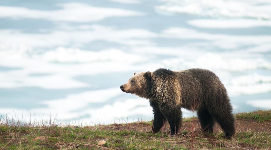 Oso pardo en España